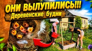 УРААА ОНИ ВЫЛУПИЛИСЬ | Деревенские будни | Семья в селе