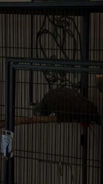 19-05-2026. Попугай 🦜 Жако. В домашней обстановке спит. смотреть онлайн