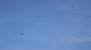 Воздушный бой. Два коршуна не поделили небо