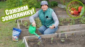 Посадка клубники весной: как и когда сажать землянику садовую