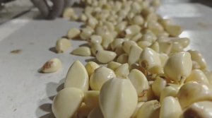 КФХ Кувайцев: Переработка чеснока в работе 🧄