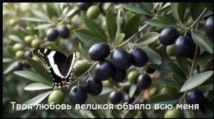 Я дикая маслины