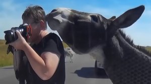 America′s Funniest Home Videos. If David Attenborough Narrated Security Cam Footage