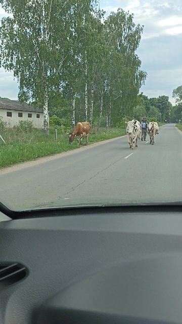 УТРЕННЯЯ ВСТРЕЧА🐄
