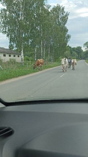 УТРЕННЯЯ ВСТРЕЧА🐄