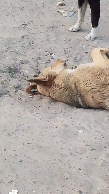 Типичные собаки