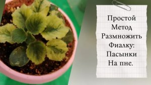 Пасынки на пне фиалки. Отличный метод размножения!