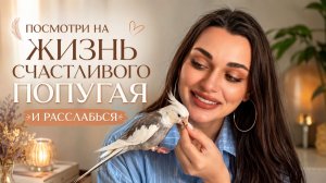 Посмотри на жизнь счастливого попугая и расслабься 🦜✨