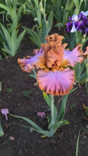 Ирисы ЛЕСНОЙ БРАТ и ДВОЙНОЕ ВИДЕНЬЕ (О.Рябых, 25)