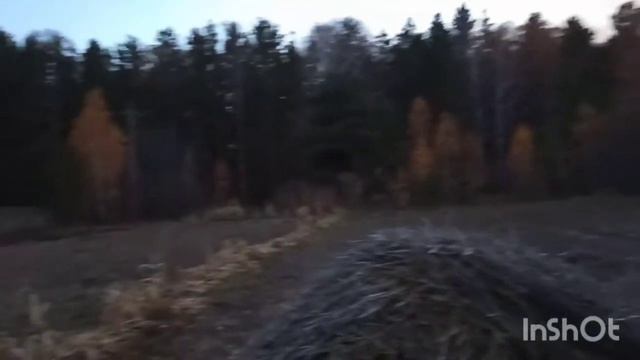 Распаковка, кот, опять дым.Архив