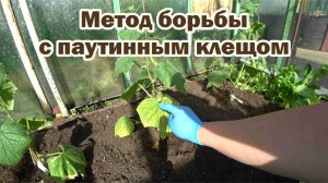 Уже в мае появился паутинный клещ. Что делать?