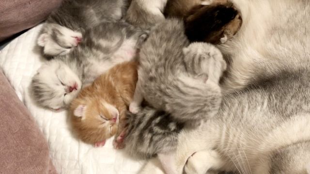 Котятам 9 дней.
