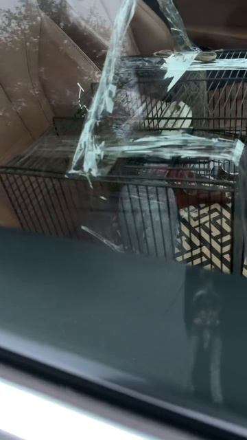 18-05-2026. Попугай 🦜 Жако. Едет домой. смотреть онлайн