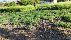 КОСИМ - КОСТЕР 🌱🌿☘️. СОСКУЧИЛИСЬ 🐷