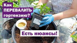 Основные правила ПЕРЕВАЛКИ саженцев метельчатой гортензии