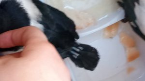 глажу птиц