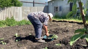 По плану , сегодня высадки капусты, разного сорта.