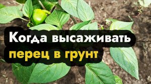 Когда сажать перец в открытый грунт - посадить в землю рассаду перца