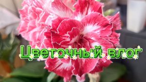 Цветочный влог: новые клоны, черенкую антуриум