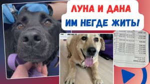 Лечим то, что хозяйка не смогла вылечить за 5 лет!