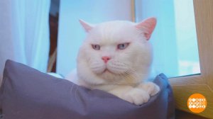 Котик Зевс садится на диету. Доброе утро. Фрагмент выпуска от 22.05.2026