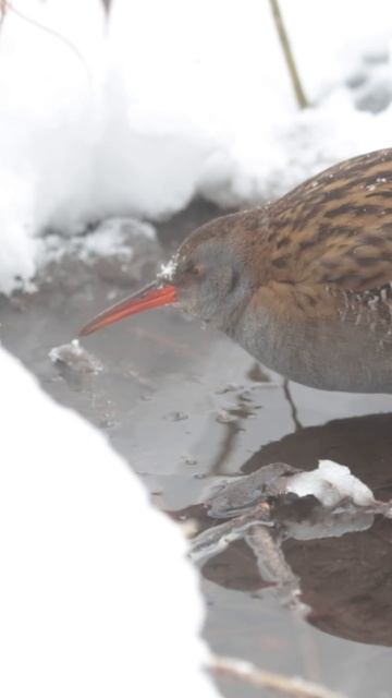 Зимовка Водяного пастушка (Rallus aquaticus) в Московском парке #wildlifemotion #birds