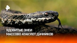 Проснувшиеся ядовитые змеи массово атакуют туристов и дачников по всей стране
