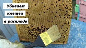 Румынский способ борьбы с клещом Варроа