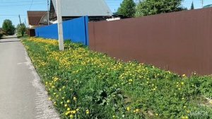 Цветёт сирень к похолоданию. У вас тоже?