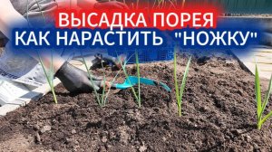 Высадка порея. Как нарастить плотную белую ножку у рассады лука. Правильная заправка лунки
