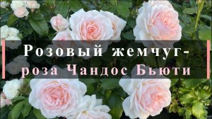 Розовый жемчуг- роза Чандос Бьюти