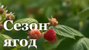 В Республике начался сезон ягод
