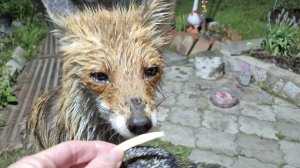 (1278) Лиса приходит в гости. Май 2026