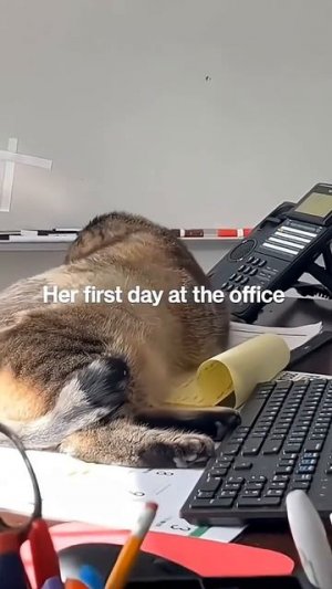 Cats are good helpers to humans 🥰🤣