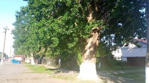 Тополиный пух в мае 2026 год. Таловая 22-05-2026