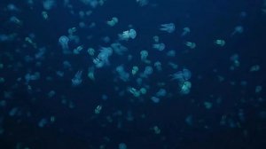 Jellyfish Swarm  - Free 4k Stock Footage Download