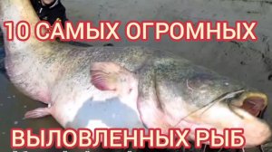 поклёвки огромных Карпов и лещей на бойлы..