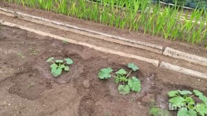 Утро. Поливала огород и клумбы. Перебрала щавель.