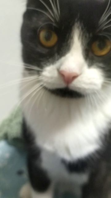 котики