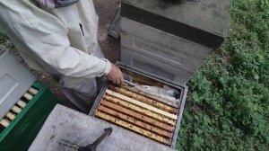 21 мая  СМОТРЕТЬ ПЧЁЛ через сколько