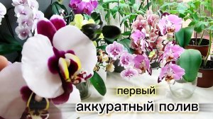 #196 ОрхоVLOG первые поливы недавно пересаженных орхидей.И развитие ранее пересаженных 🎹Black Piano