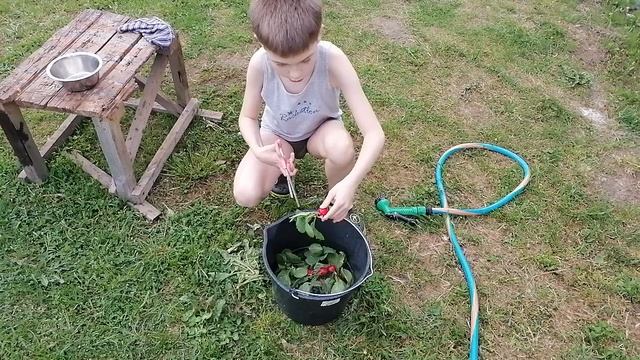 Срываем редиску.