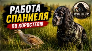 Работа спаниеля по коростелю | Майский выход на дергача