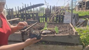 высадила кабачки на пмж,22.05.26