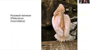 2026 06 20 Контесты моды = Гусарова К О