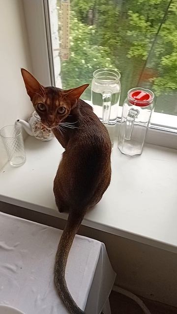 Котик залез на подоконник на кухне, 22 мая 2026.
