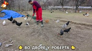 Содержание кур в домашних условиях и других птиц во дворе у Роберта 🐣🐤🦆🐔🪿🦃 (503)