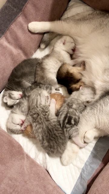 Котятам 9 дней.