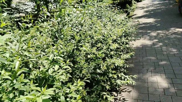 Ходьба!) смотреть онлайн