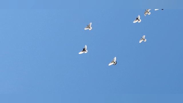 1000110071.mp4Голуби на даче. смотреть онлайн
